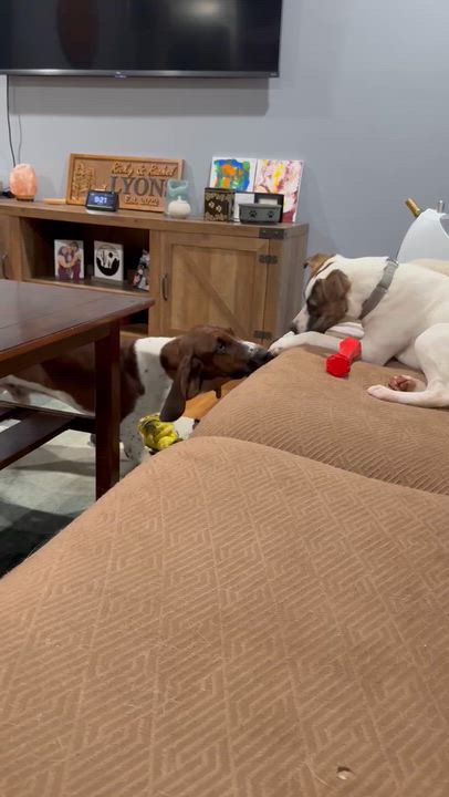 Enlarge Joy, a Adoptable mixed breed in Enfield, CT video 6/6