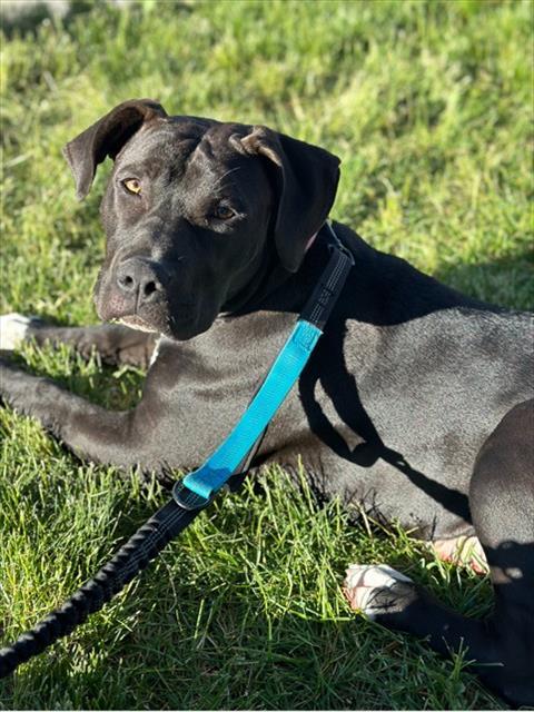 ELLE, Adoptable, Young Female Staffordshire Bull Terrier & Mixed Breed.