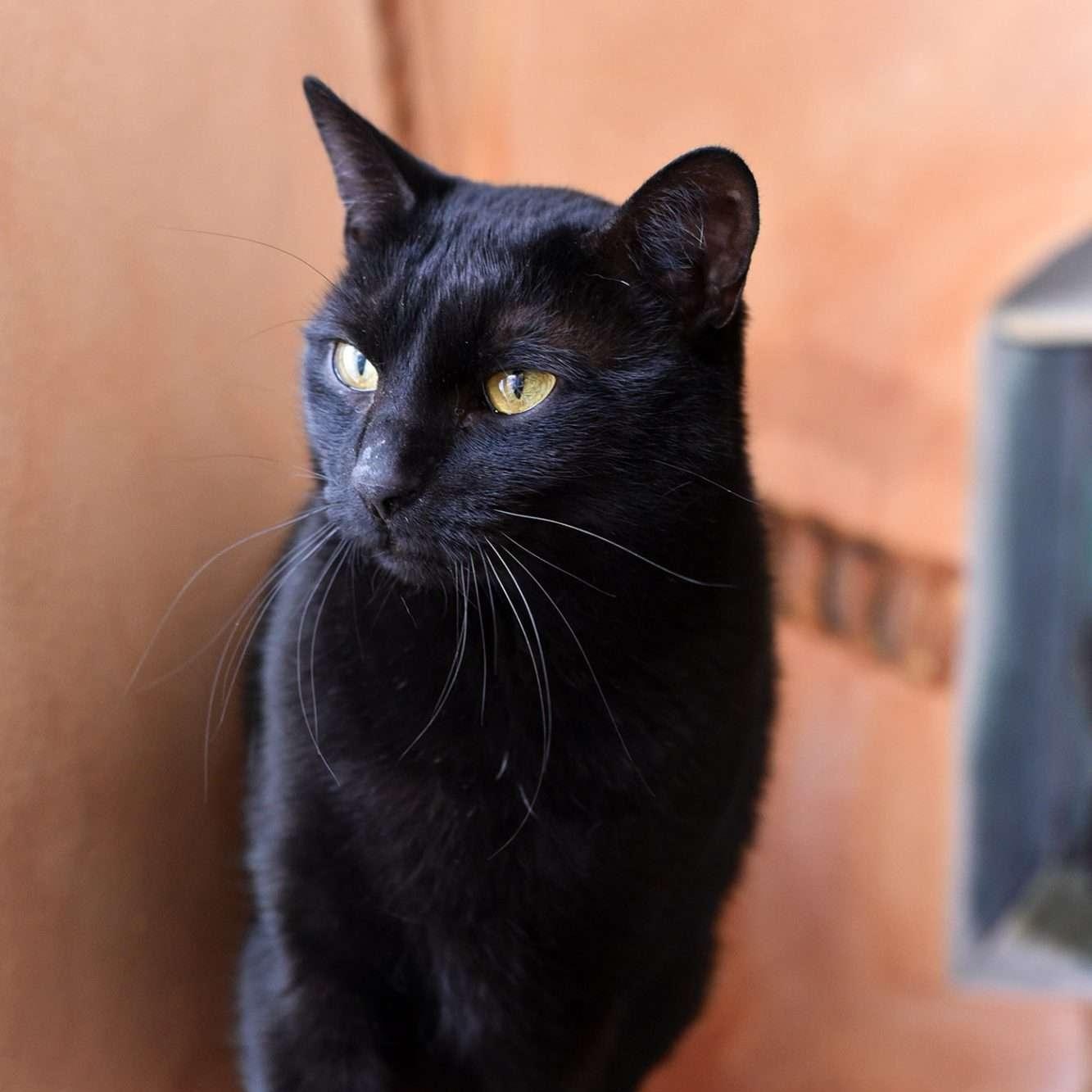Monkey, Adult Female Domestic Short Hair