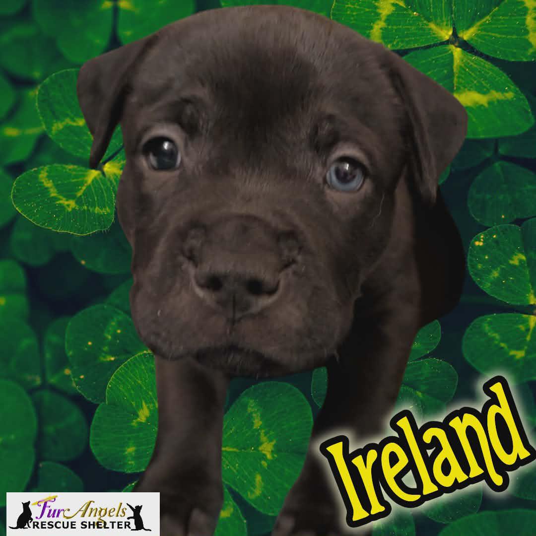 Ireland - ADOPTION PENDING, an adopted mixed breed in Toledo, OH image 2/3