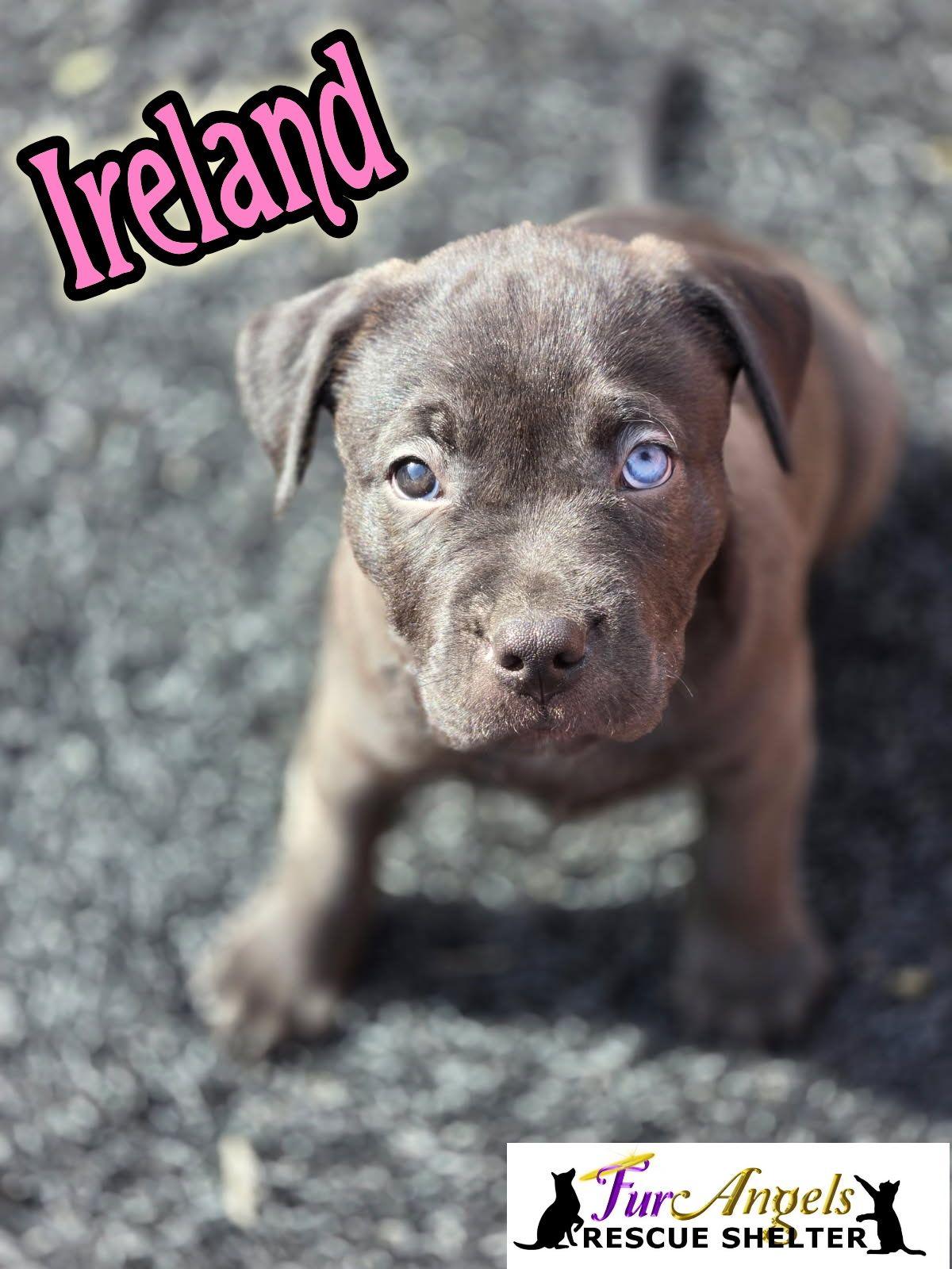Ireland - ADOPTION PENDING, an adopted mixed breed in Toledo, OH image 1/3