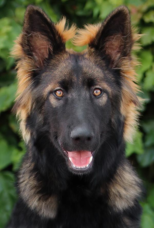 *Alina von Briel German Shepherd Dog Dog