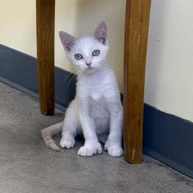 Snow, Adoptable, Kitten Female Domestic Short Hair.