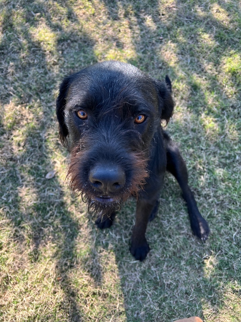 Alicia, Adopted, Young Female Airedale Terrier.