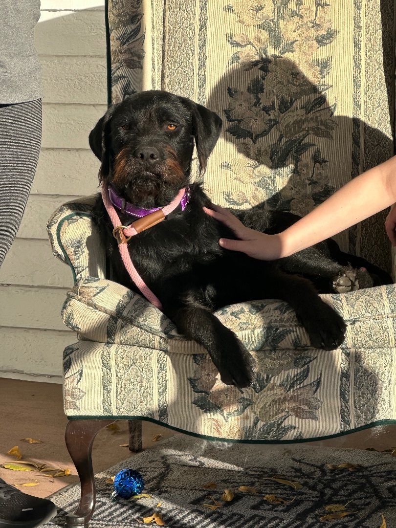 Enlarge Alicia, a Adopted Airedale Terrier in Farmersville, TX image 2/5