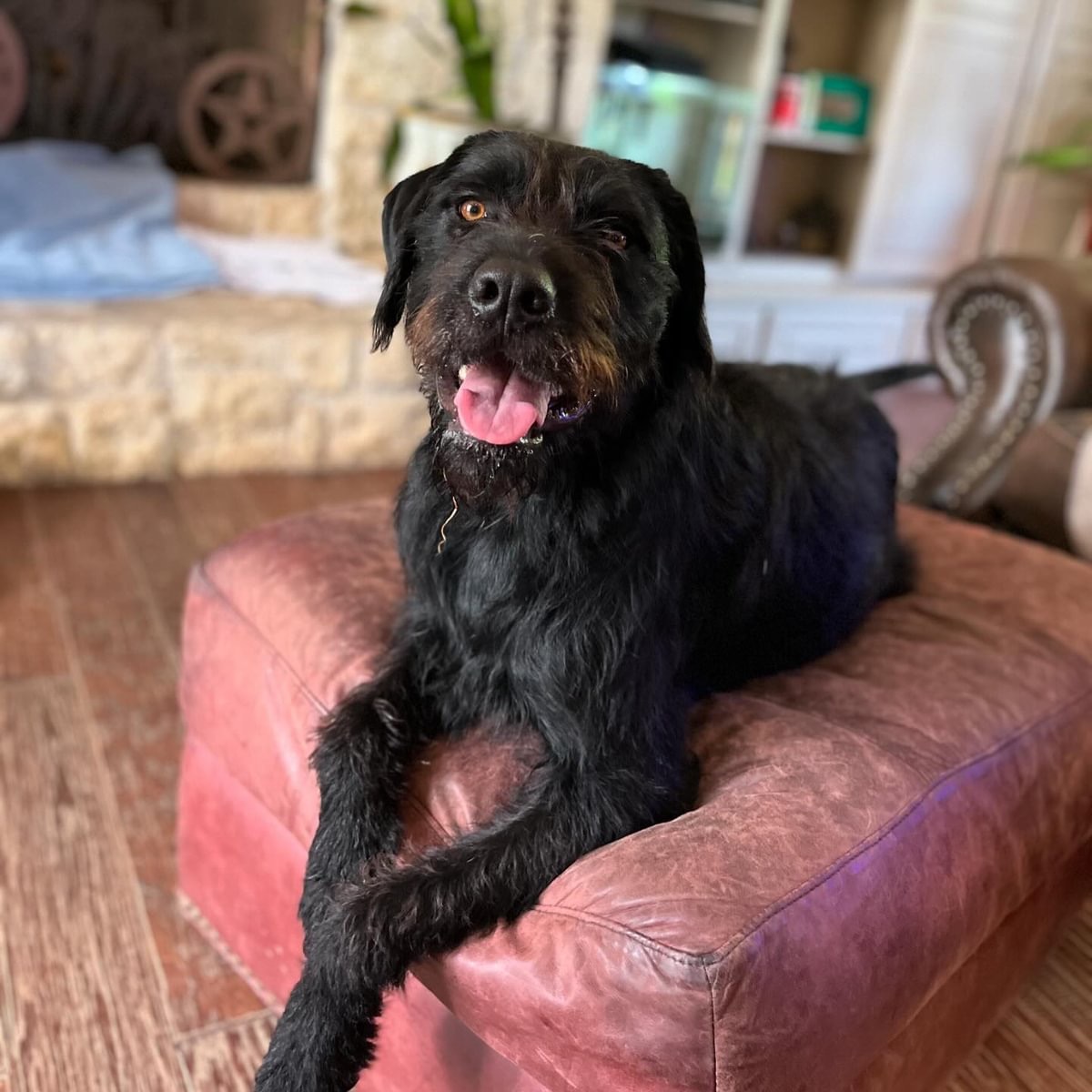 Enlarge Alicia, a Adopted Airedale Terrier in Farmersville, TX image 3/5