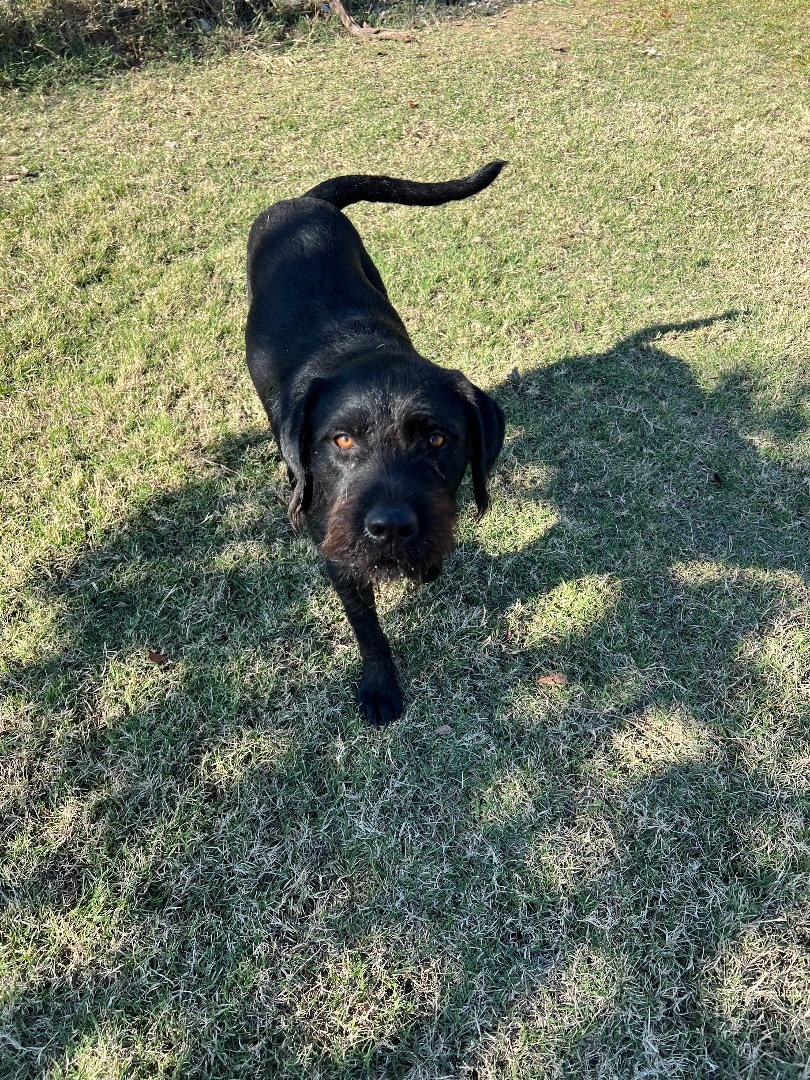 Enlarge Alicia, a Adopted Airedale Terrier in Farmersville, TX image 4/5