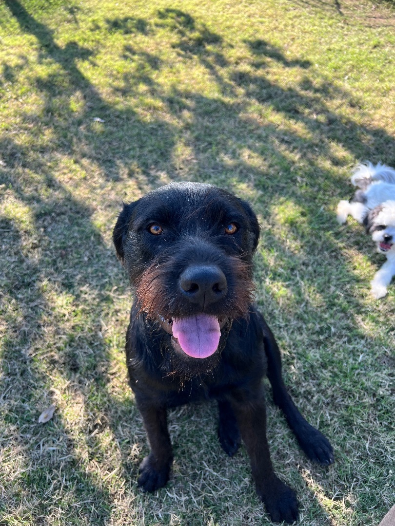 Enlarge Alicia, a Adopted Airedale Terrier in Farmersville, TX image 5/5