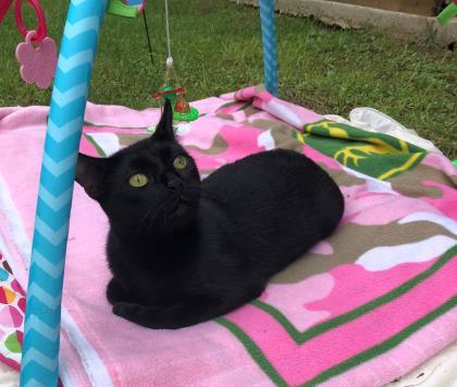 Oni, a Adoptable Domestic Short Hair in River Ridge, LA image 1/3