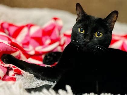 Oni, a Adoptable Domestic Short Hair in River Ridge, LA image 2/3