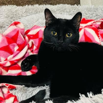 Oni, a Adoptable Domestic Short Hair in River Ridge, LA image 3/3