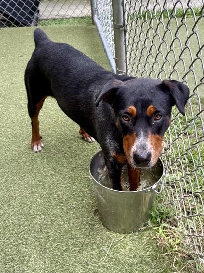 Lavender, Adoptable, Young Female Rottweiler & Mixed Breed.