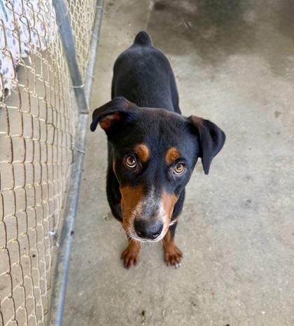 Lavender, a Adoptable mixed breed in Picayune, MS image 2/3