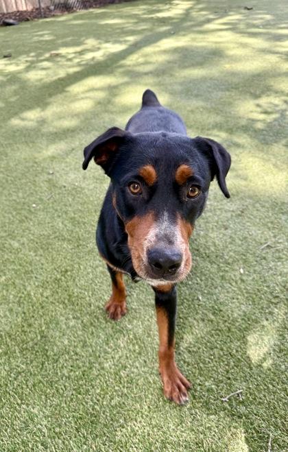 Lavender, a Adoptable mixed breed in Picayune, MS image 3/3