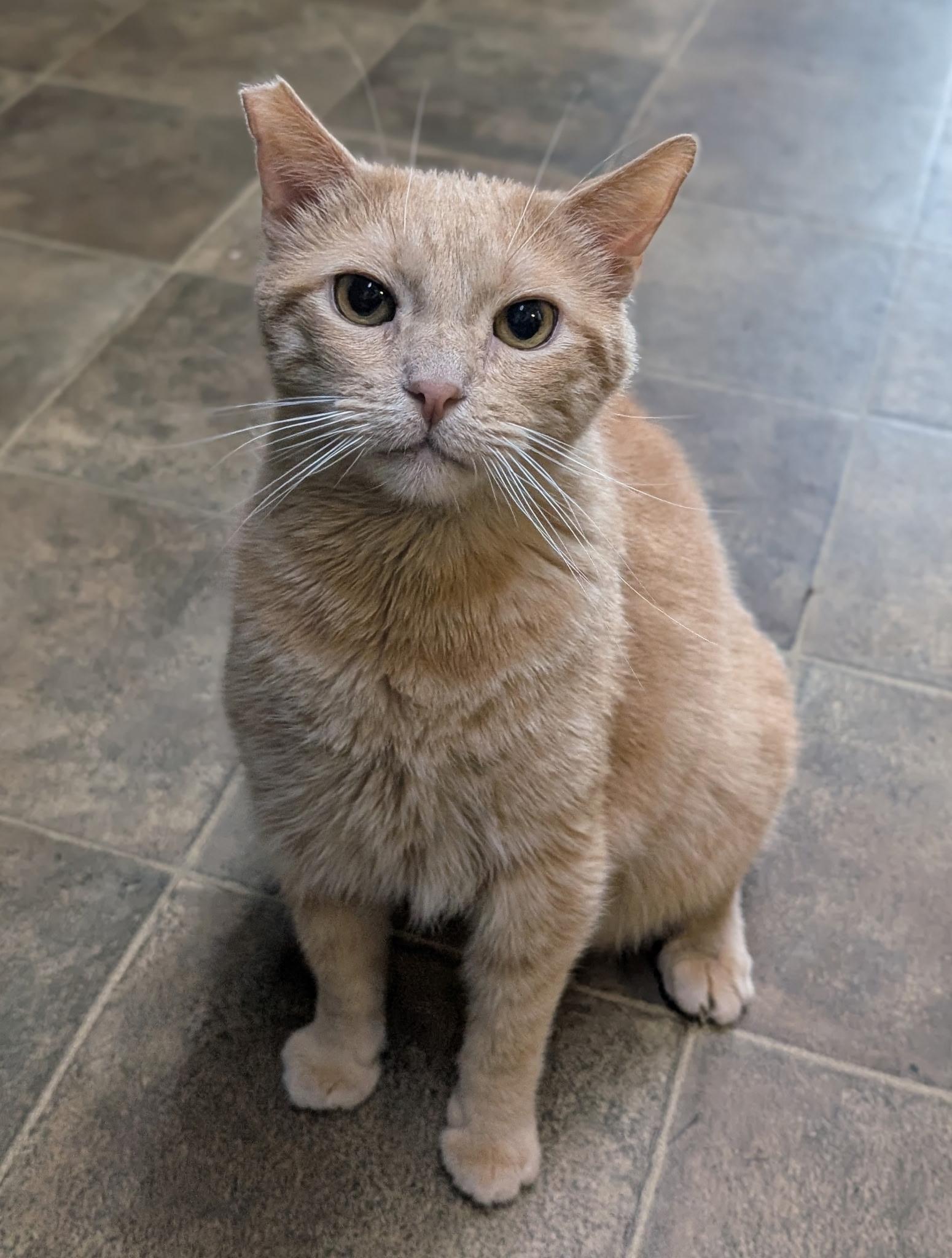 Cheese (friendly), a Adoptable Domestic Short Hair in Los Angeles, CA image 1/4