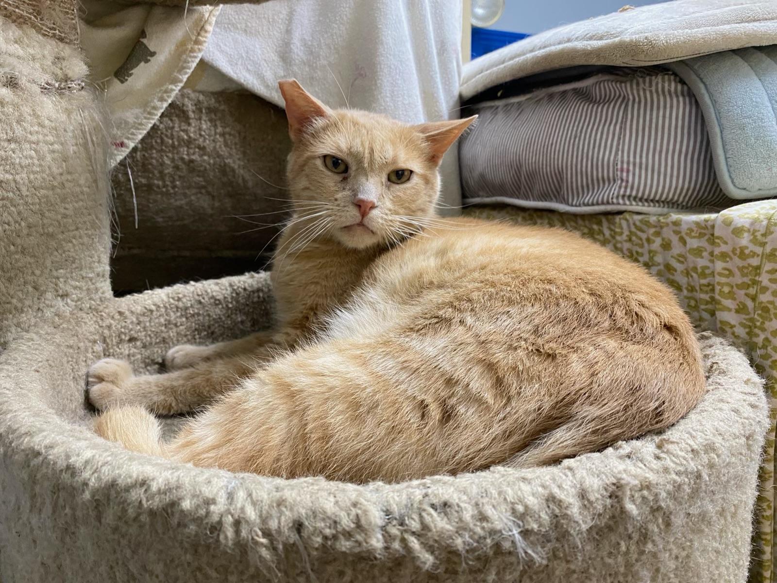 Cheese (friendly), Adoptable, Senior Male Domestic Short Hair.