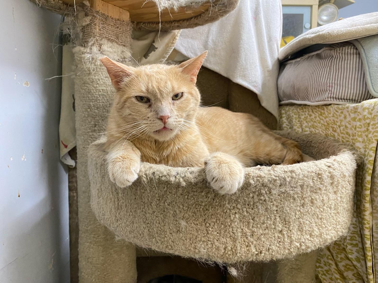 Cheese (friendly), a Adoptable Domestic Short Hair in Los Angeles, CA image 2/3