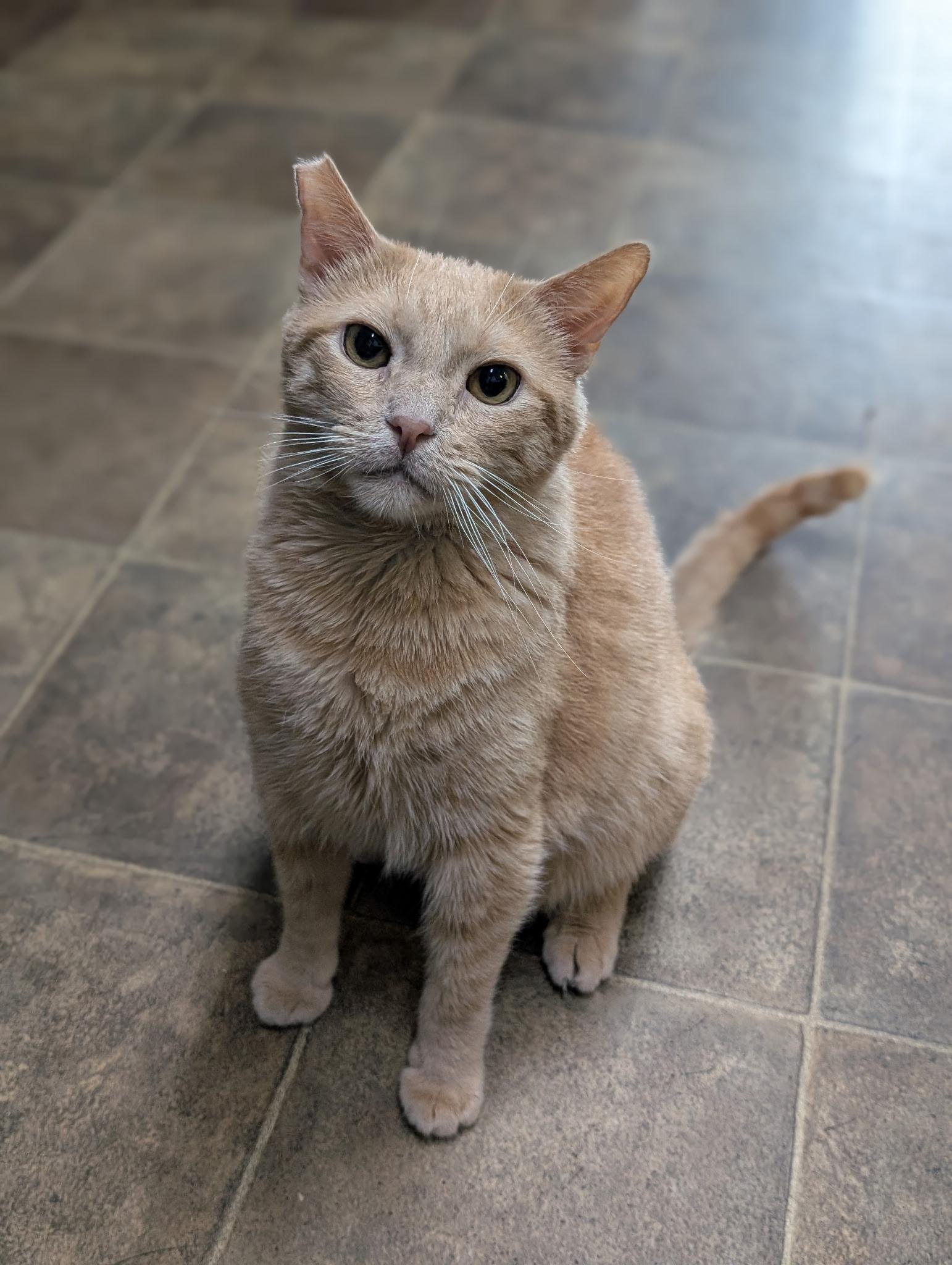 Cheese (friendly), a Adoptable Domestic Short Hair in Los Angeles, CA image 4/4