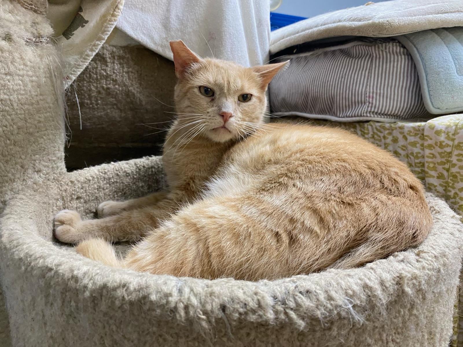 Cheese (friendly), a Adoptable Domestic Short Hair in Los Angeles, CA image 3/3