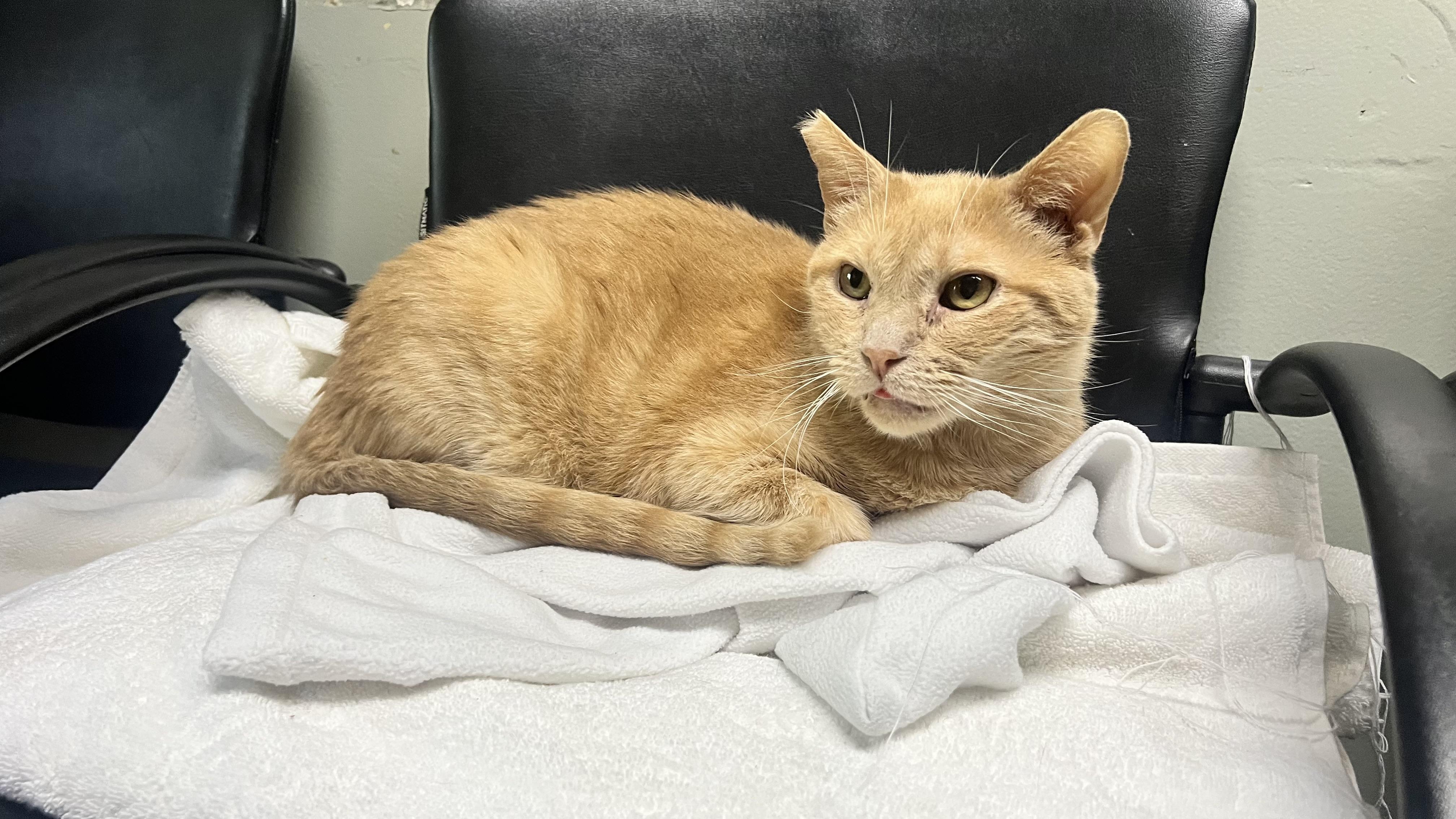 Cheese (friendly), a Adoptable Domestic Short Hair in Los Angeles, CA image 1/2