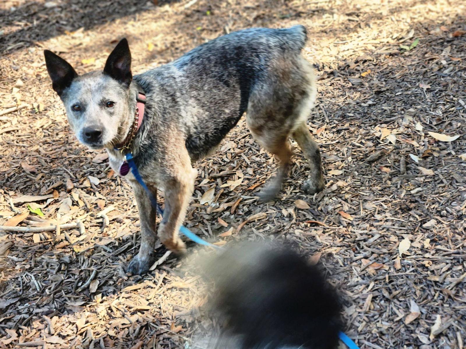 Rhonda, Adopted, Adult Female Australian Cattle Dog / Blue Heeler.