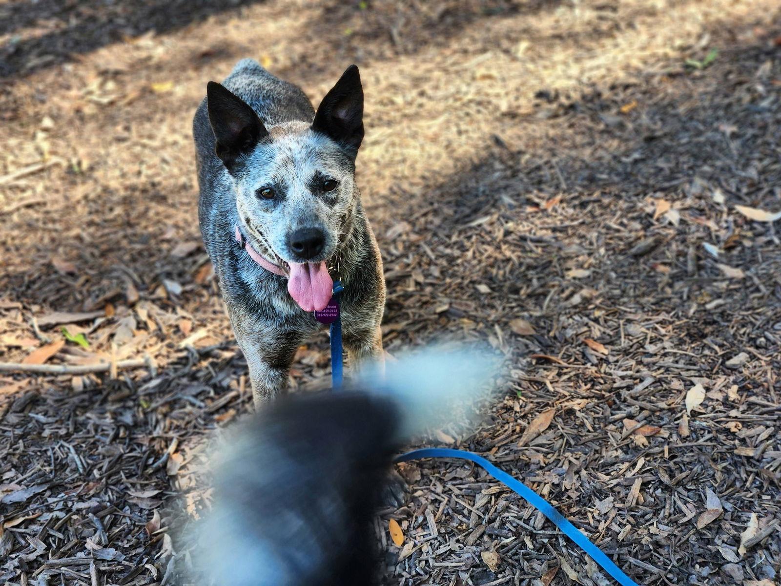 Enlarge Rhonda, a Adopted Australian Cattle Dog / Blue Heeler in Paso Robles, CA image 2/3