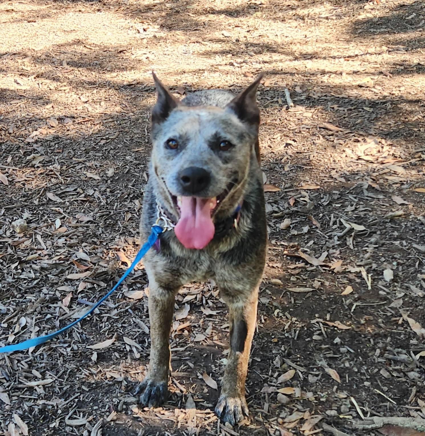 Enlarge Rhonda, a Adopted Australian Cattle Dog / Blue Heeler in Paso Robles, CA image 3/3