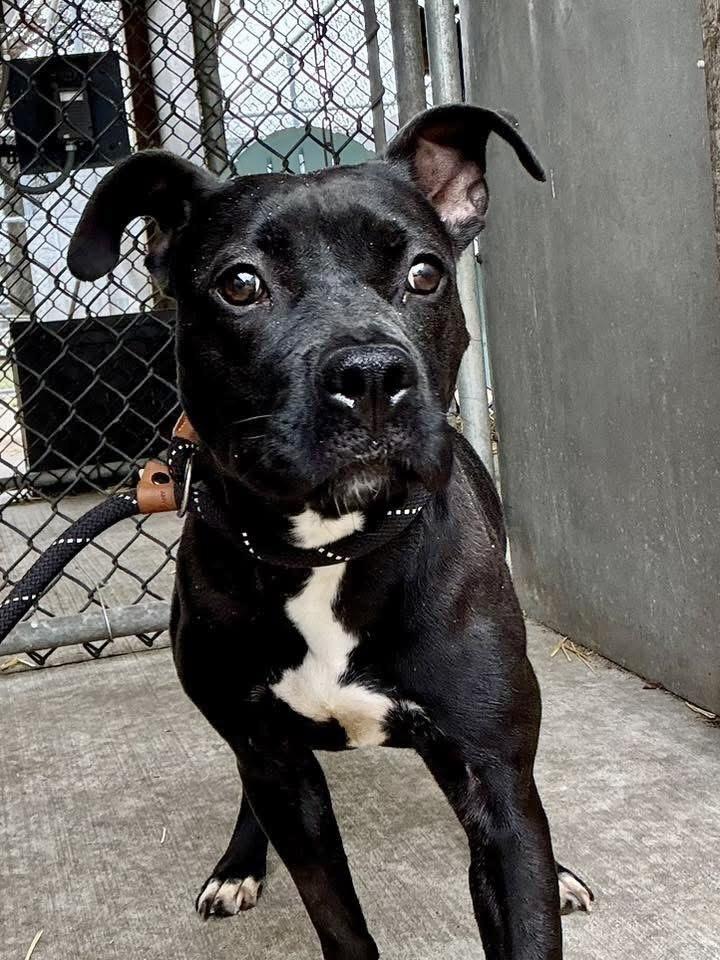 Enlarge Antonia, a ADOPTABLE Pit Bull Terrier in Chicago, IL image 2/3