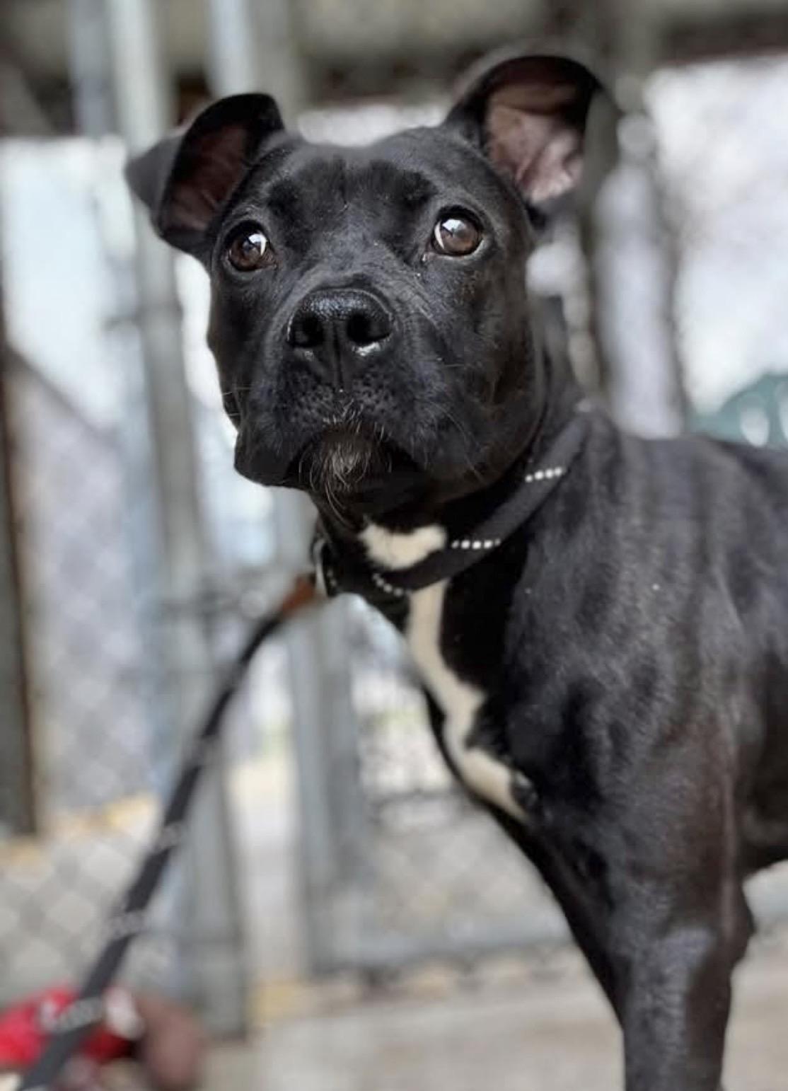 Antonia, ADOPTABLE, Adult Female Pit Bull Terrier.