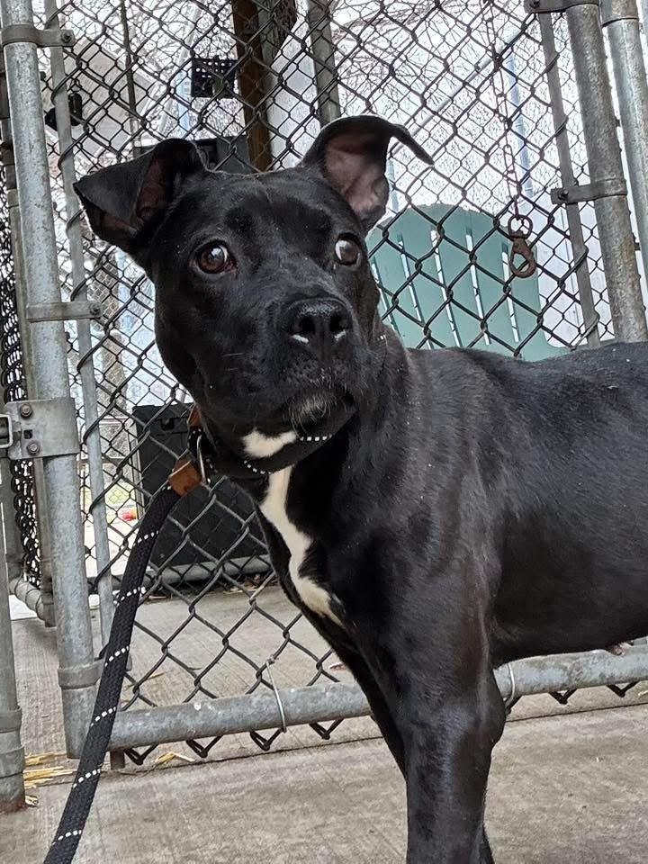 Enlarge Antonia, a ADOPTABLE Pit Bull Terrier in Chicago, IL image 3/3