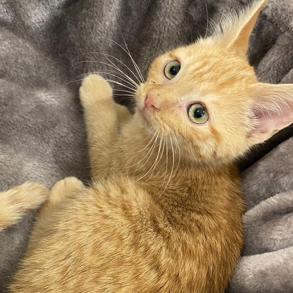 Enlarge Troyjoany, a Adoptable Domestic Short Hair in Baltimore, MD image 1/3