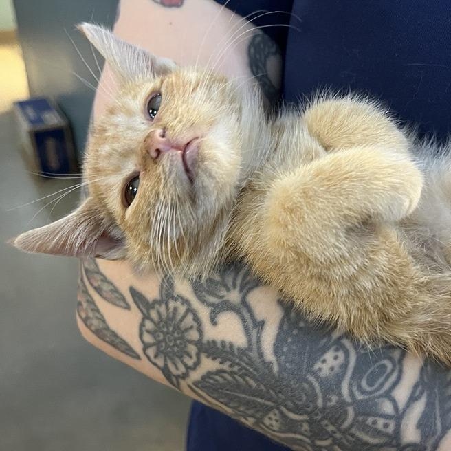 Enlarge Troyjoany, a Adoptable Domestic Short Hair in Baltimore, MD image 2/3