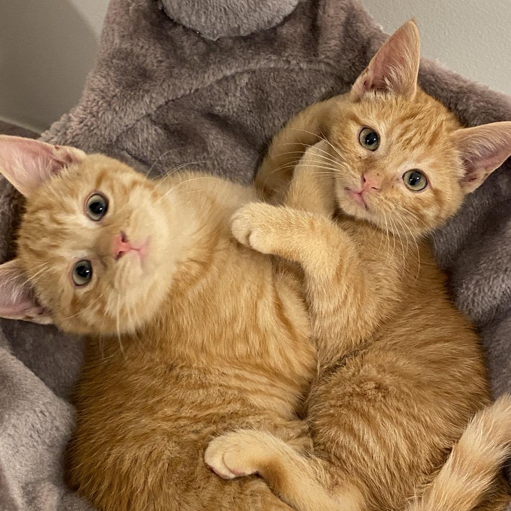 Enlarge Troyjoany, a Adoptable Domestic Short Hair in Baltimore, MD image 3/3