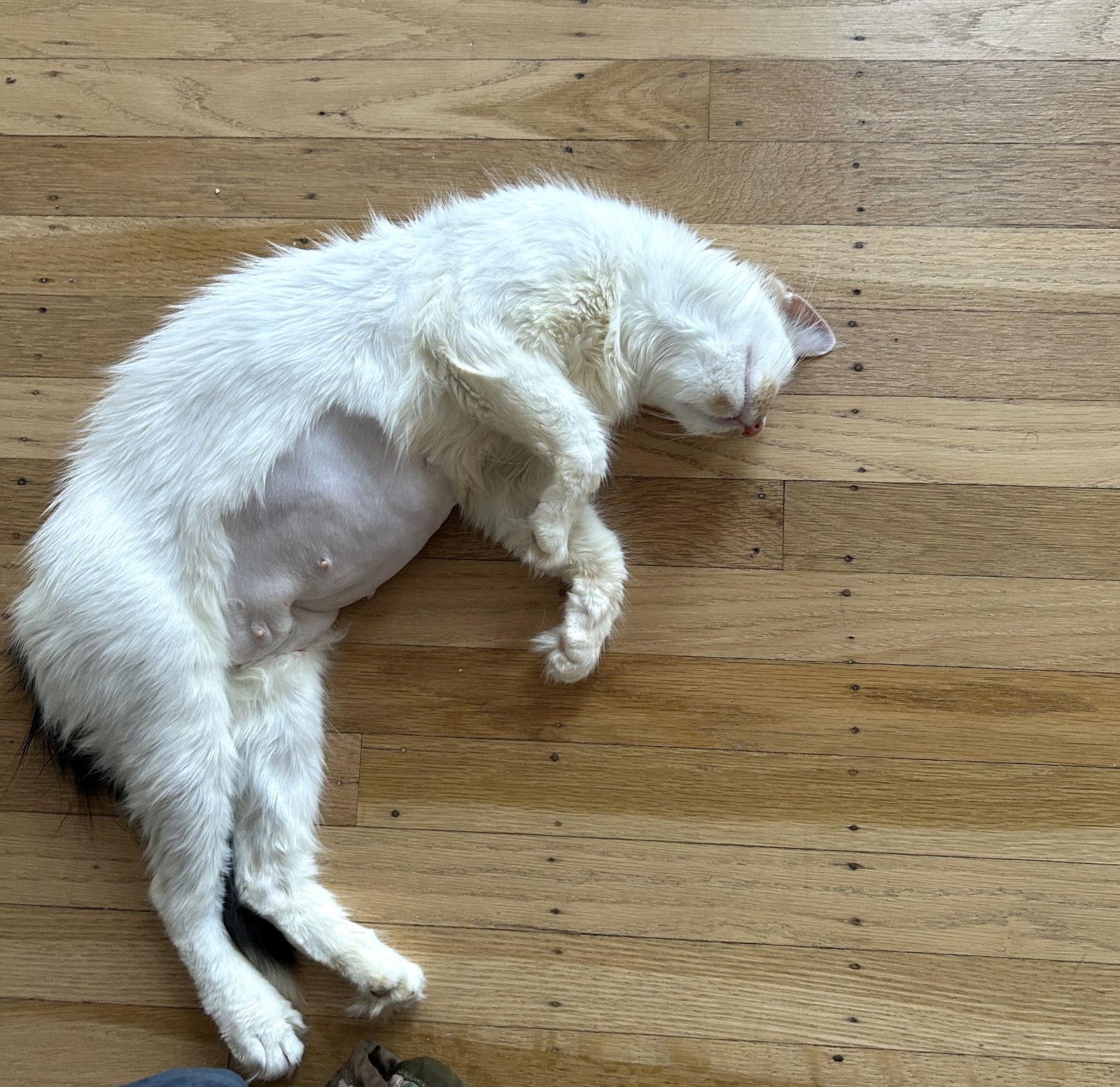 Marmalade, Adoptable, Adult Female Domestic Medium Hair.