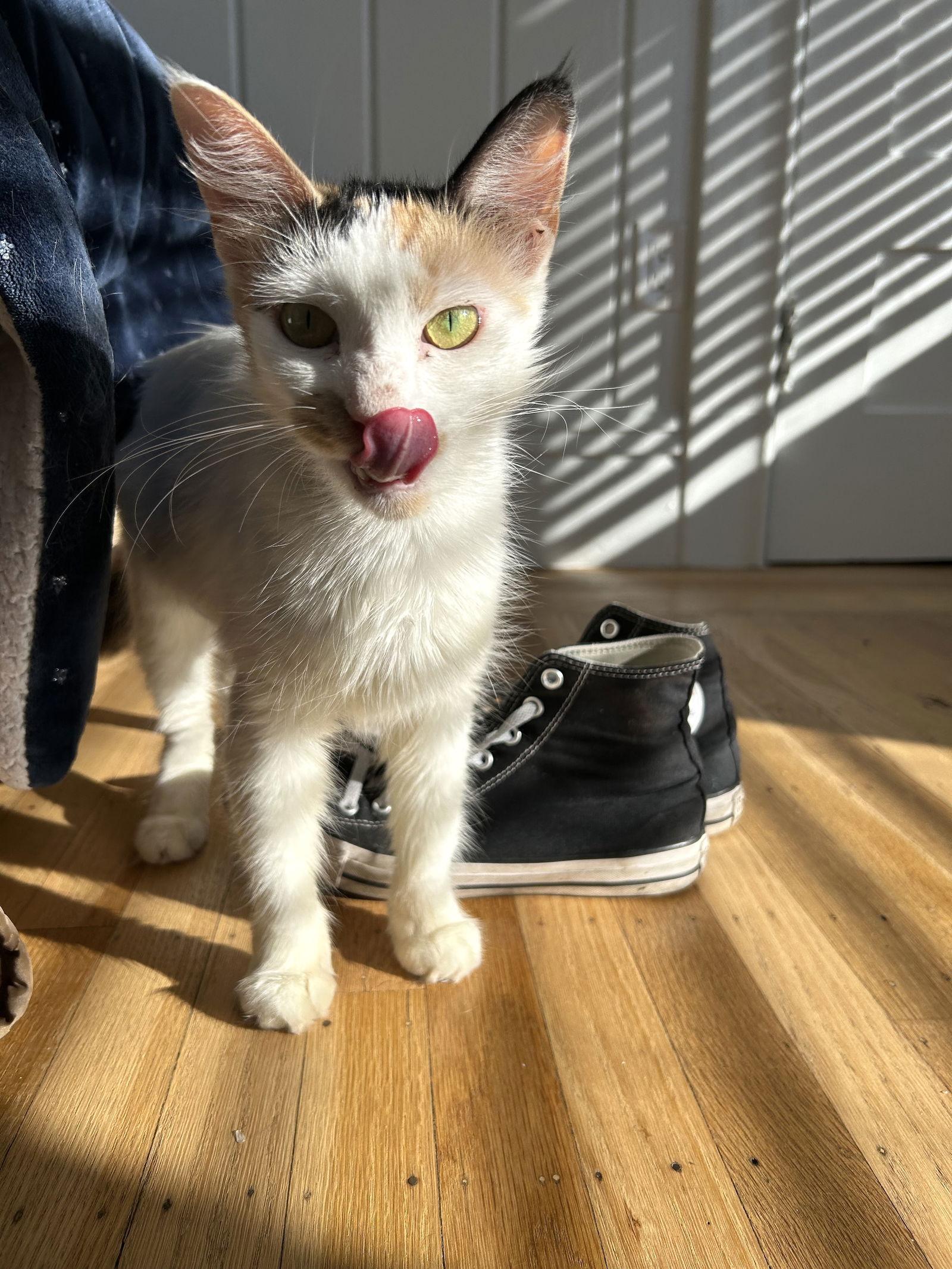 Enlarge Marmalade, a Adoptable Domestic Medium Hair in Berkeley, CA image 2/2