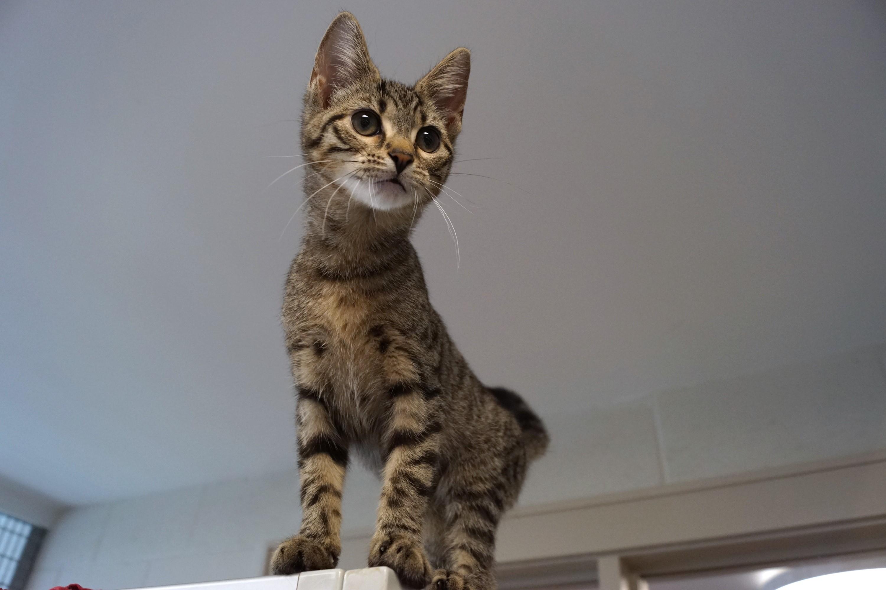 Tabby Kitten 25-7 A