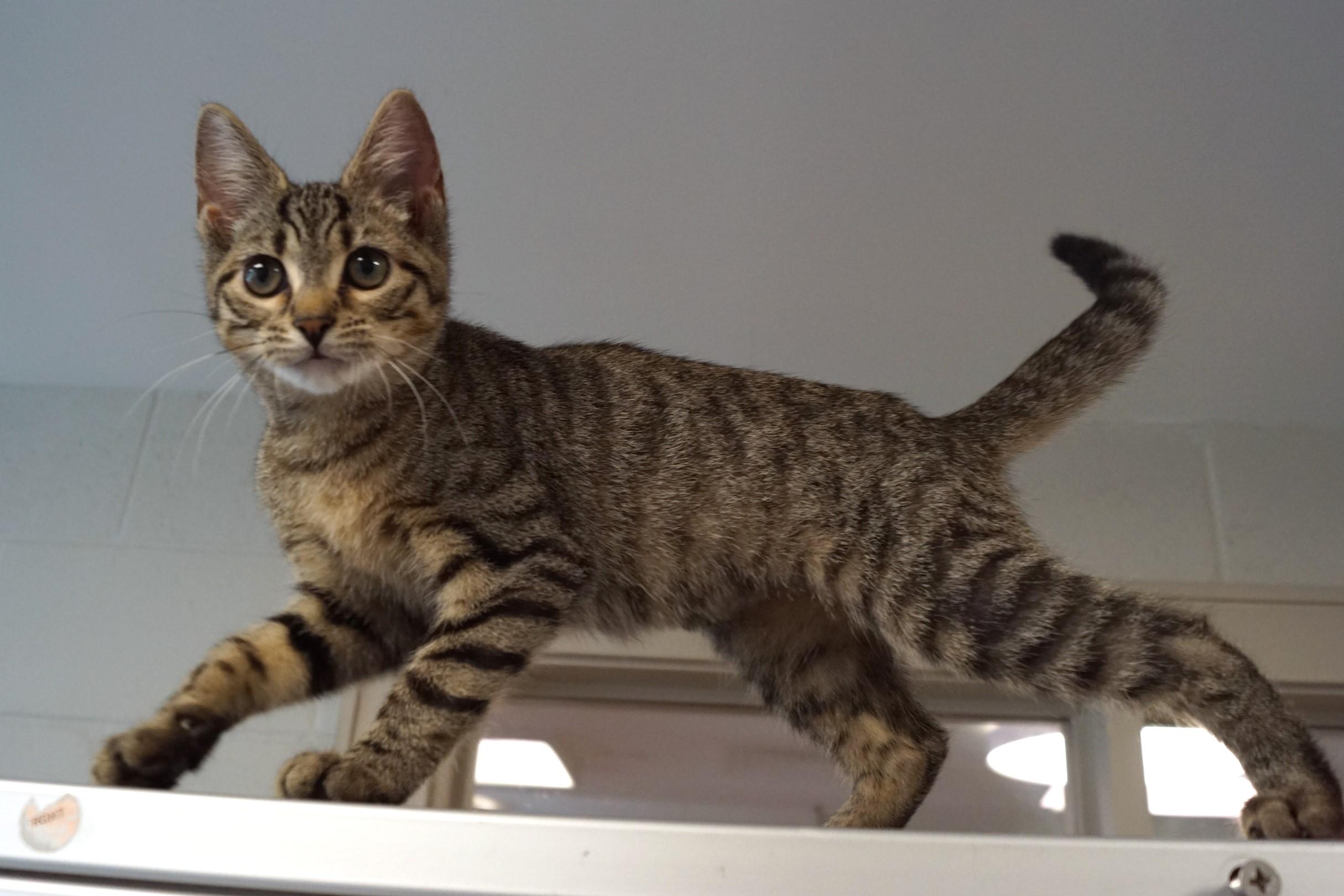 Tabby Kitten 25-7 A