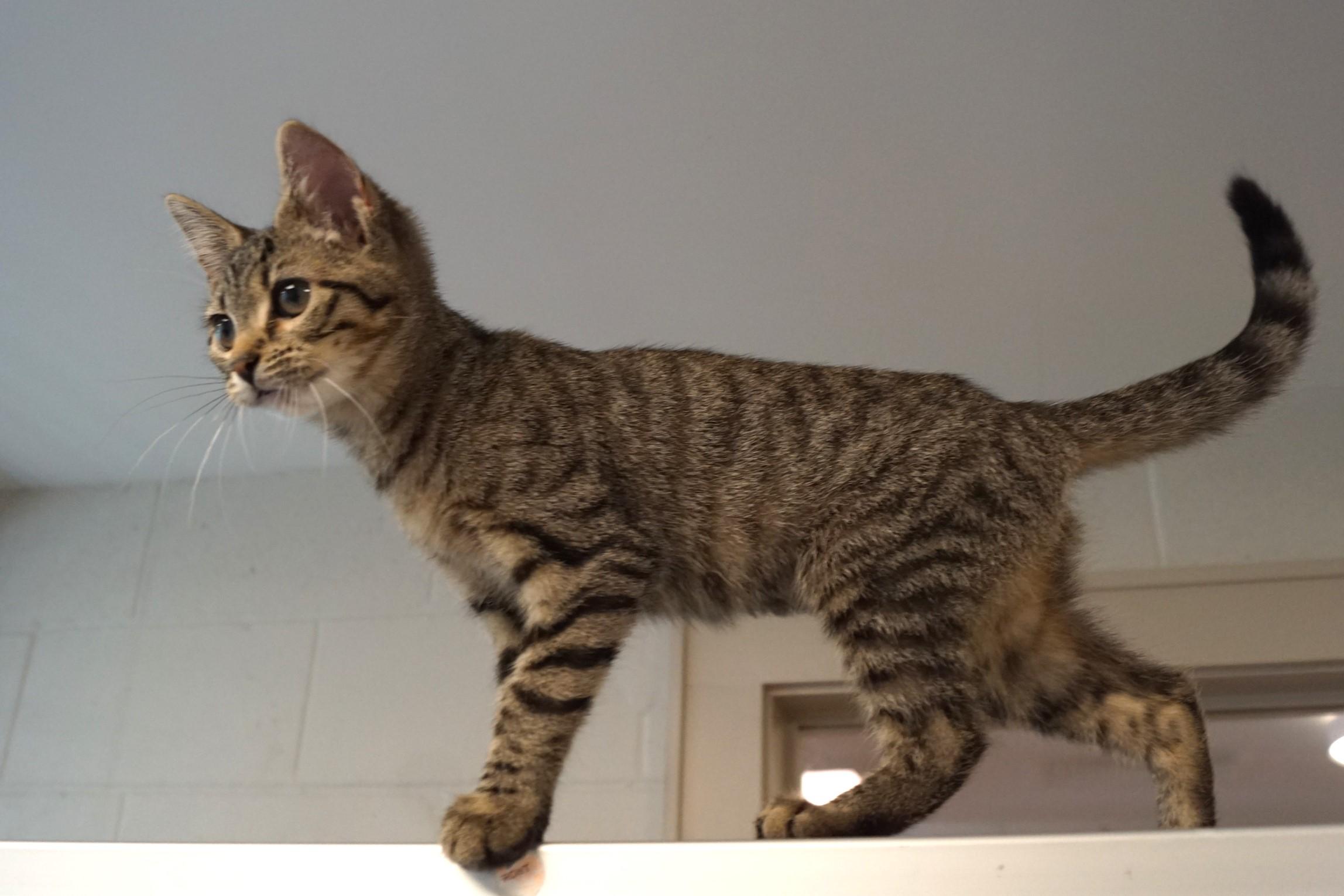Tabby Kitten 25-7 A