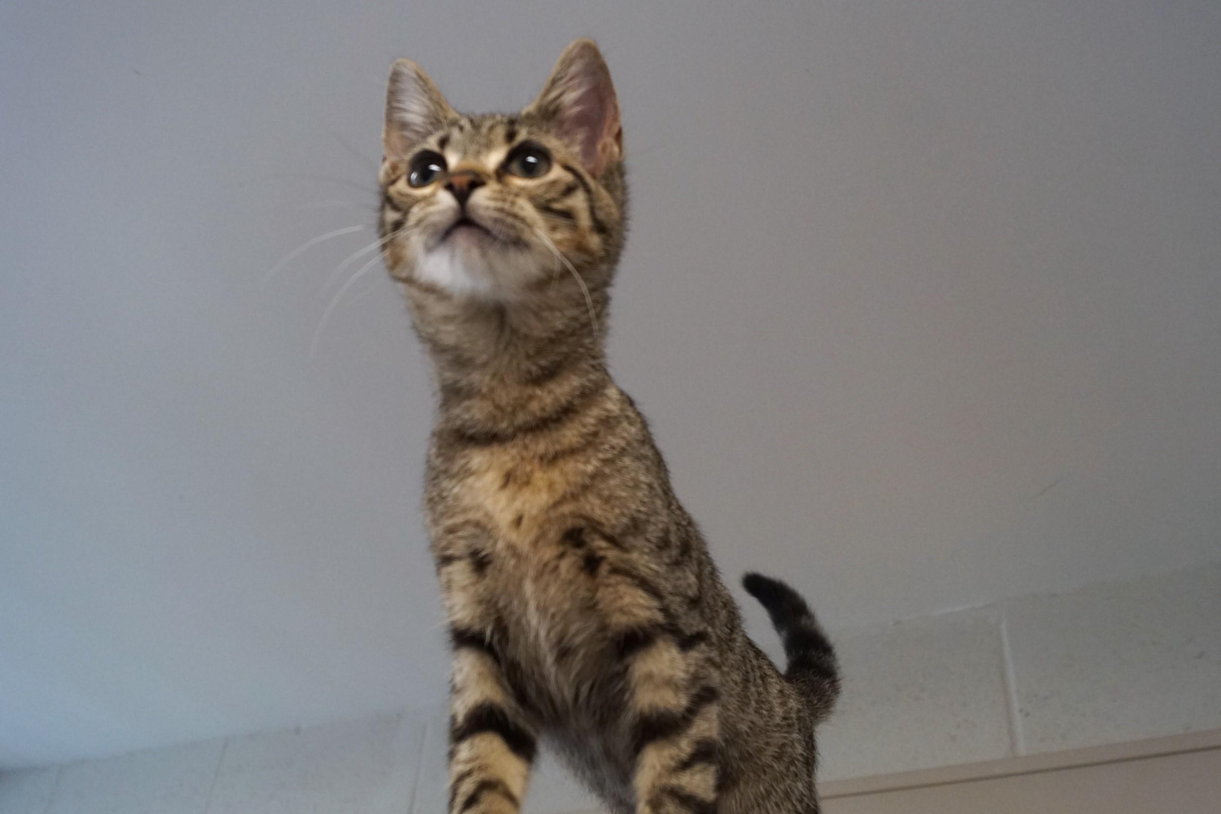 Tabby Kitten 25-7 A