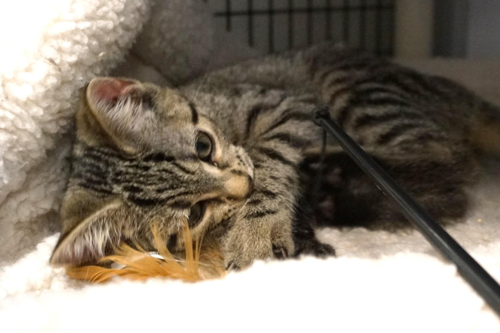 Tabby Kitten 25-7 A