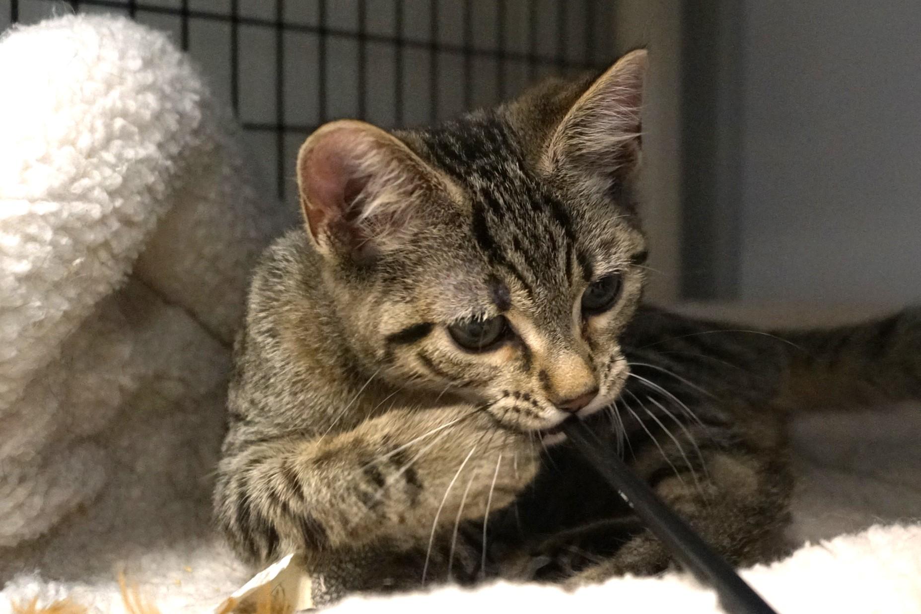 Tabby Kitten 25-7 A