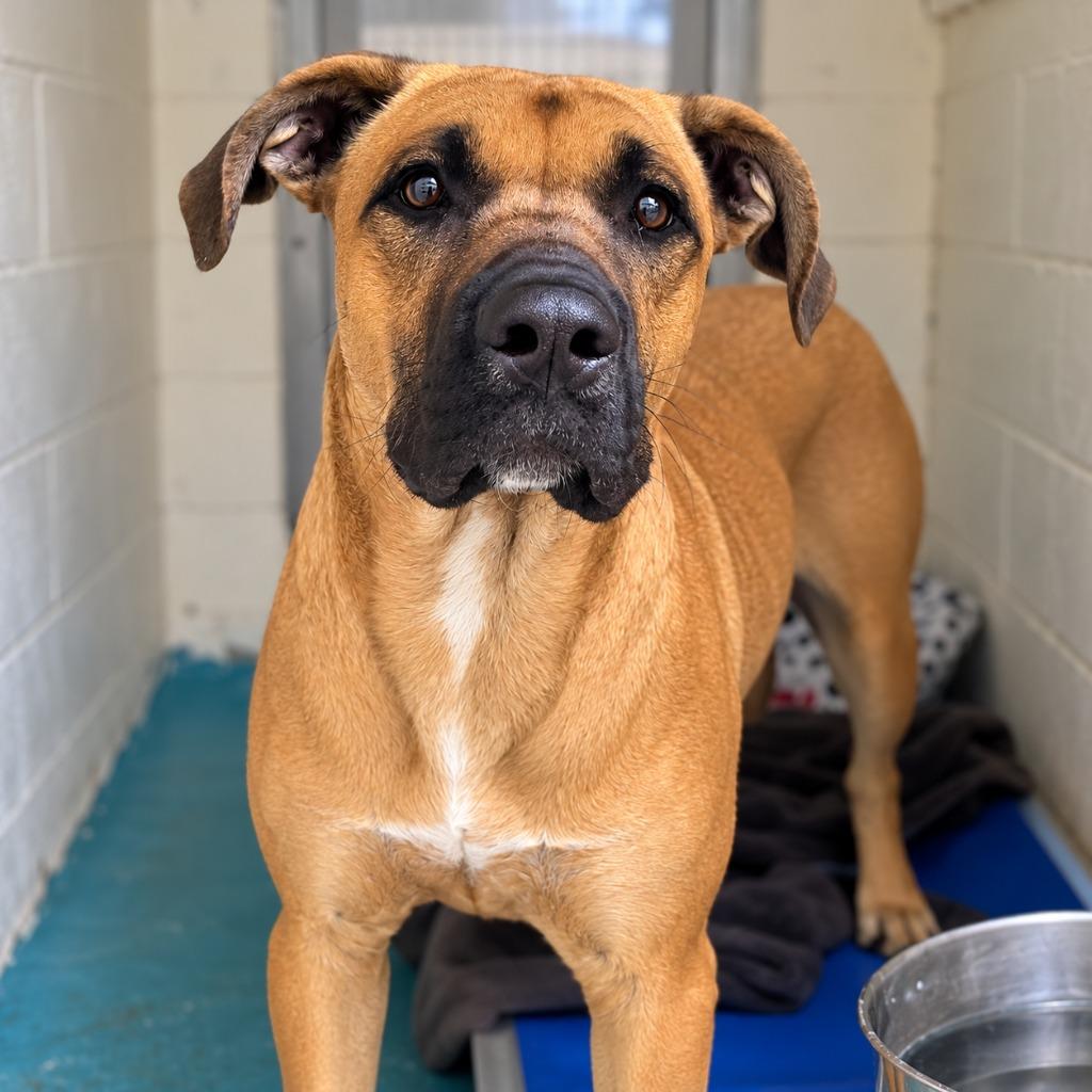 Enlarge Hayes (AKA Cooper), a Adoptable mixed breed in Seven Points, TX image 1/1