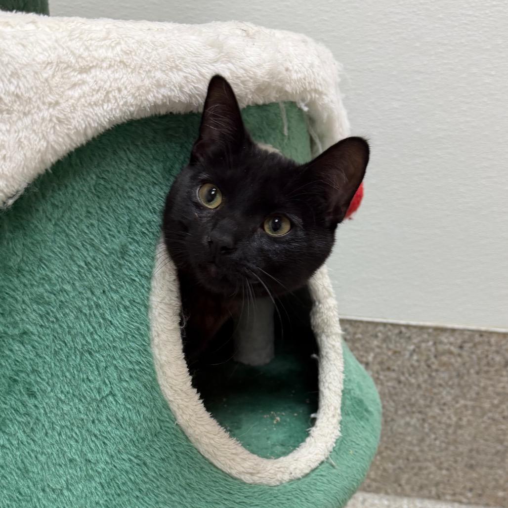 Enlarge Lorenzo, a Adoptable Domestic Short Hair in Detroit Lakes, MN image 1/1