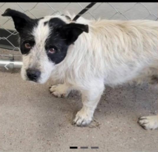 Lemur in TX, Adoptable, Young Male Mixed Breed.