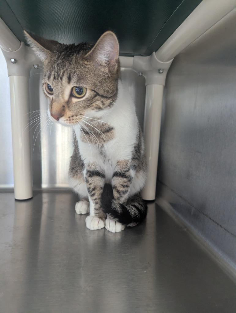 Jasper, Adoptable, Young Male Domestic Short Hair.