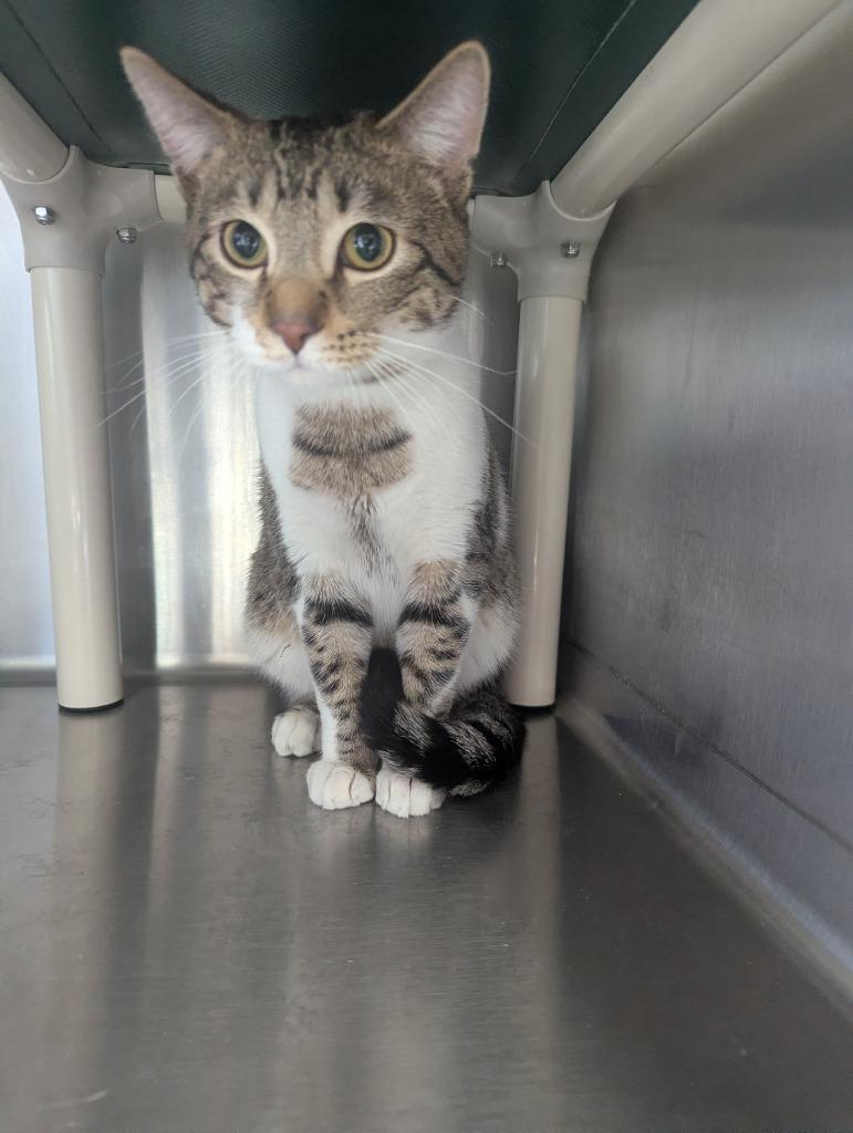 Enlarge Jasper, a Adoptable mixed breed in Barron, WI image 3/4