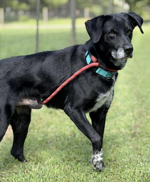 Enlarge Midnight, a Adoptable mixed breed in Paterson, NJ image 1/6