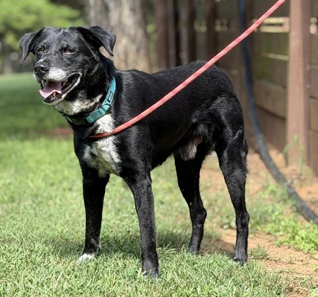Enlarge Midnight, a Adoptable mixed breed in Paterson, NJ image 6/6