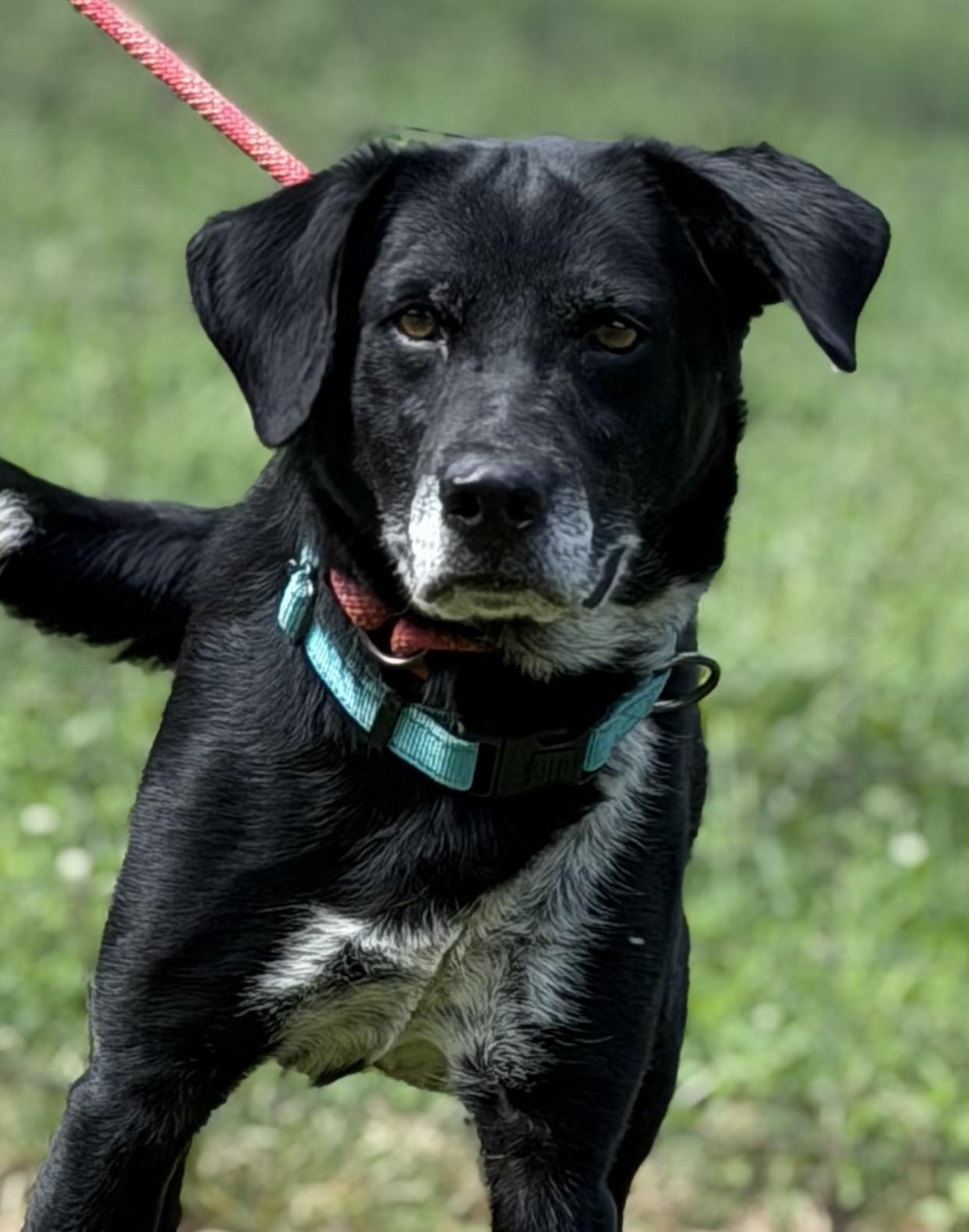 Enlarge Midnight, a Adoptable mixed breed in Paterson, NJ image 2/6