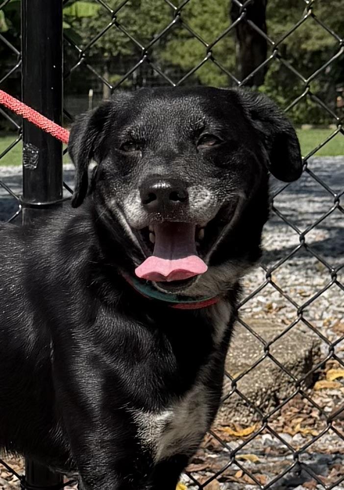 Enlarge Midnight, a Adoptable mixed breed in Paterson, NJ image 4/6